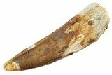 Fossil Spinosaurus Tooth - Real Dinosaur Tooth #234295-1